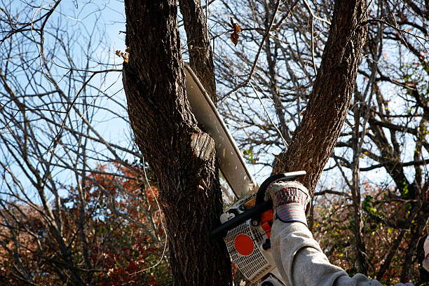 Oak Hill, TN Tree Services Company