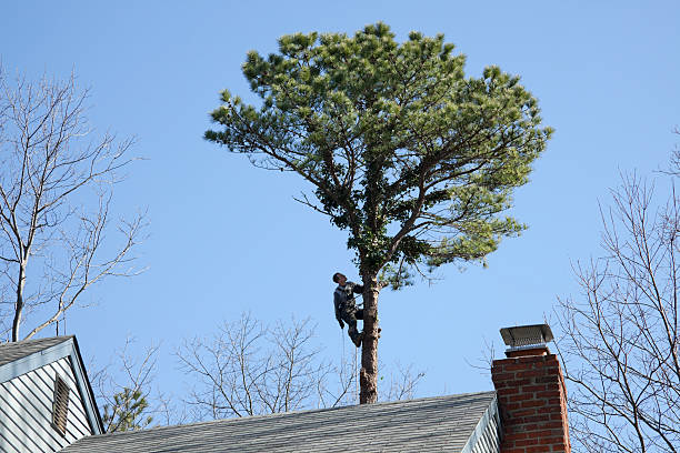 Best Tree Disease Treatment  in Oak Hill, TN